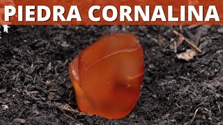 PIEDRA CORNALINA 10 DATOS INTERESANTES DE LA PIEDRA CORNALINA [upl. by Whale]