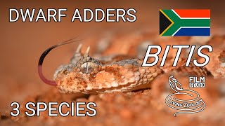 Venomous vipers of Africa  dwarf adders from genus Bitis Horned adder Manyhorned adder and more [upl. by Carew]