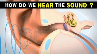 How do we hear Sound  Ear anatomy and physiology  Animated Video [upl. by Amary87]