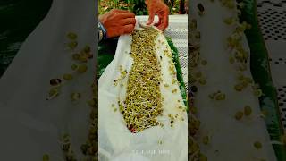 Village special food recipeMung bean recipe villageboy shortvideo [upl. by Durkin]