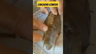 longhorn cowfish longhorncowfish cowfish fish longhornfish [upl. by Linneman]