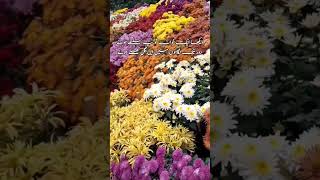 Flower Show 2024 lahore LahoreRang flowerexhibition2024 jilaniparklahore [upl. by Drew963]