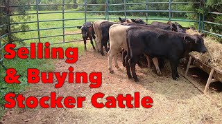 Out With the Old In With the New  Stocker Cattle [upl. by Jed]