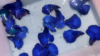 Most Beautiful Betta Fish Breeding Farm  Stunning Colors amp Varieties Documentary [upl. by Berglund810]