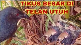 BEGINI CARA ANAKAN BURUNG BUT BUT MENELAN UTUH TIKUS BESAR [upl. by Deck390]