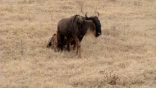 Hyena stalking wildebeest in open plains in Tanzania part 2 [upl. by Natala]