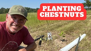 Planting Chestnut Seedlings  Dunstan Chestnut Orchard [upl. by Pergrim]