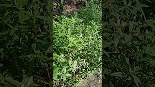 கரிசலாங்கண்ணி Plant entertainment gardenshorts herbal [upl. by Strauss200]