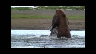 GRIZZLY FIGHT COMPILATION HD katmai alaska Grizzly vs Grizzly bear fight [upl. by Goltz]