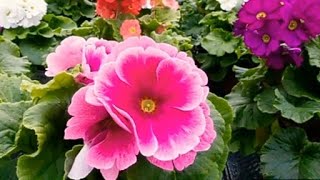 How to grow and care Primula Obconica flower plant in winter Prem rose in winter care tips [upl. by Rainah]