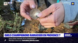 Quels champignons ramasser en Provence [upl. by Weldon]