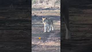 La solitaria leona Tsalala shorts lions wildlife bigcats [upl. by Hakeem653]