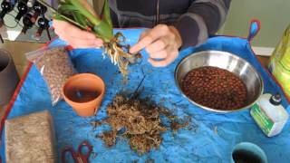 Repotting Oncidium Orchid [upl. by Kelleher]