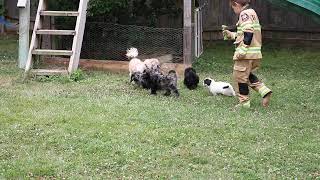 Shih Poo Puppies for Sale [upl. by Bondy]