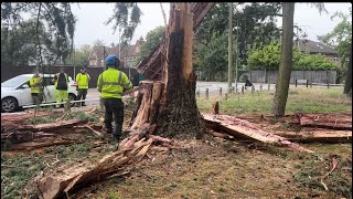 Big tree felled chipping and being told off 🤣 [upl. by Merkle]