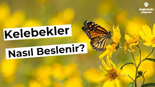 Kelebekler Ne Yer Kelebek Yemliği Nasıl Yapılır [upl. by Chaille]