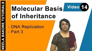 Molecular Basis of Inheritance  NEET  DNA Replication  Part 3  Neela Bakore Tutorials [upl. by Kaylee]