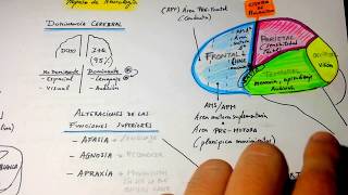 Esquema CONCEPTOS de Neurología [upl. by Ecyle]