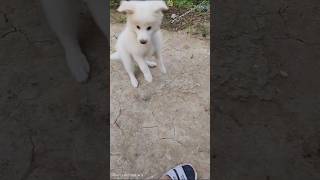 Indian Spitz Dogbreakingytshortscutebreeddogloverpetscute Asima5412 [upl. by Twila]