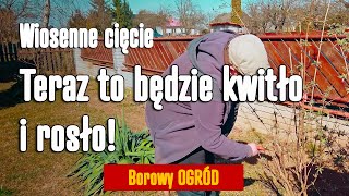 VL027 Wiosenne przycinanie TRAW KRZEWÓW i POWOJNIKÓW  ogród garden rurallife [upl. by Vatsug44]