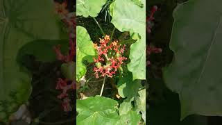 jatropha flowering [upl. by Bilski]