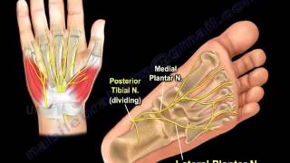 The Lateral Plantar Nerve  Everything You Need To Know  Dr Nabil Ebraheim [upl. by Bayer]