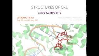 Cre Recombinase [upl. by Anerres]