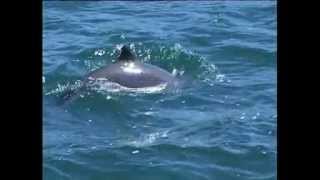 Harbour Porpoise Species Identification [upl. by Indyc]