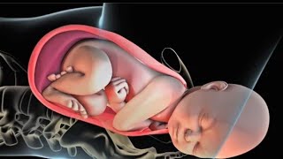 Fertilization Implantation and Childbirth  All you need to Know [upl. by Thissa]