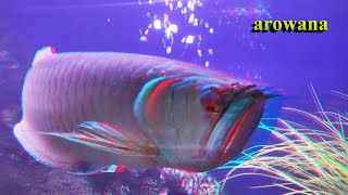 Your virtual aquarium 3D anaglyph 1 [upl. by Leidba]