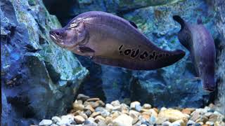 The clown featherback clown knifefish or spotted knifefish Chitala ornata  beautiful fish [upl. by Ainatit]