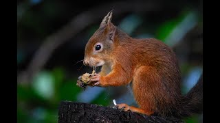 Squirrels HD 1080p [upl. by Bink]