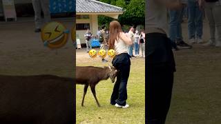 Nara Park deer 🦌 in japan [upl. by Ecyob723]