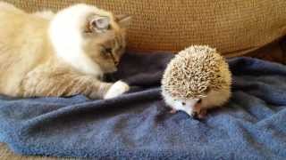 ORIGINAL VIDEO Kitty sits on hedgehog [upl. by Yztim725]