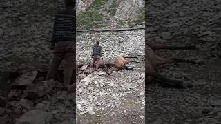 Horse Death। Amernath Yetra mountains travel death horse sad bababarfani jaishreeram shorts [upl. by Hank113]