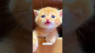 Meow shortvideo funny petschannel yourpet cat funnypetschannel pets [upl. by Attenyt493]