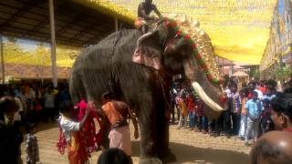 Chulliparambil Vishnusankar at Palluruthy 2017 Kerala Elephant Heroes [upl. by Ellehcyt]