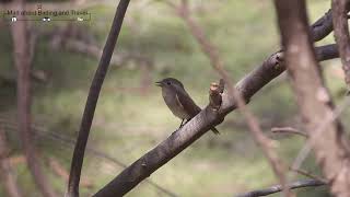 Taiga Flycatcher Male [upl. by Auqenat]