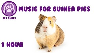 Music for Guinea Pigs  Relaxing Music for Guinea Pigs [upl. by Liesa416]