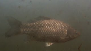 CARPA COMUN cyprinus carpio [upl. by Leissam566]