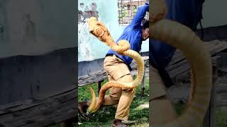 KING COBRA SNAKE PRANK IN BRAZIL Part05  shorts cobra tiktok cartoon [upl. by Jackelyn]