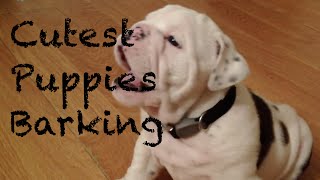 Cutest Puppies Barking Compilation [upl. by Dadivitan619]