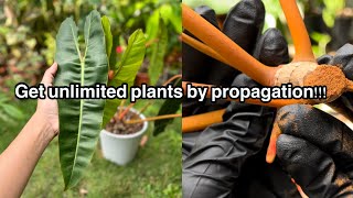 Philodendron Billietiae Propagation using Cinnamon Powder… [upl. by Etnauj46]