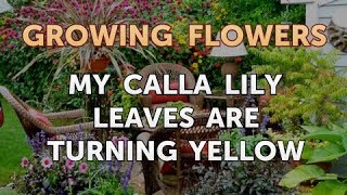 My Calla Lily Leaves Are Turning Yellow [upl. by Avirt]