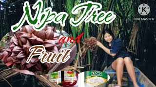 Nipa tree and fruit  kaong claveria cagayan [upl. by Airak948]