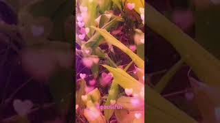 haldi ki kheti 🌱💚♥️shorts youtubeshorts viralvideo newsong music bollywood farmingtrending [upl. by Philoo813]