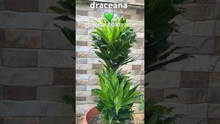 dracaena dracaena compacta pineapple dracaena plants greenery nature janete craig plant care [upl. by Nauqaj944]