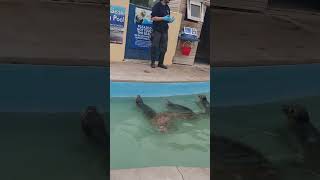 baby seals at seal sanctuary skegness [upl. by Joyce]