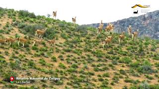 Guanacos en la Reserva Nacional de Calipuy [upl. by Oek]