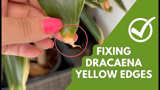 Fixing Yellow amp Brown Edges on Dracaena Plants Simple Tips amp Care Tricks [upl. by Arriek]